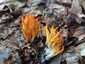 Narancsszínű enyveskorallgomba (Calocera viscosa), Zemplén